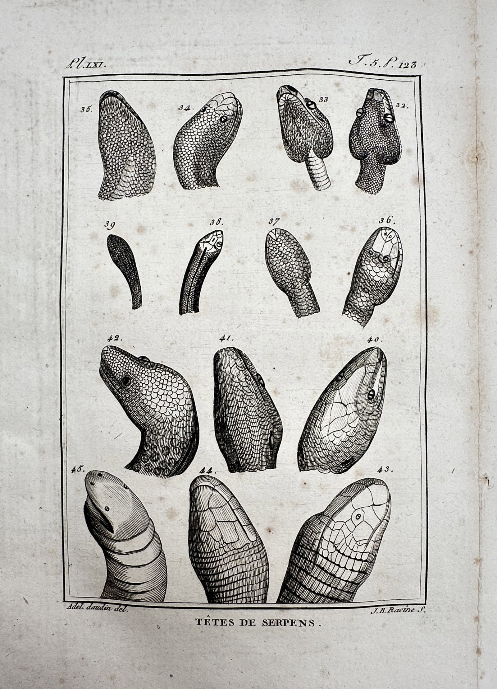 Georges-Louis Leclerc, Comte de Buffon – Comparative studies of snake heads – Engraving (1799) (1 of 2)