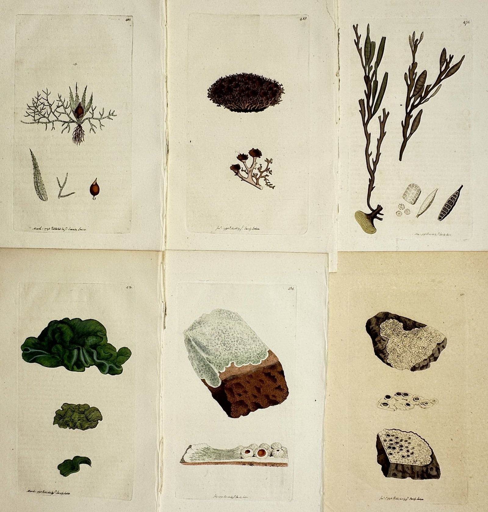 James Sowerby – Set of 6: Botanical studies including Ulva, Fucus, and various Lichens – (1 of 2)