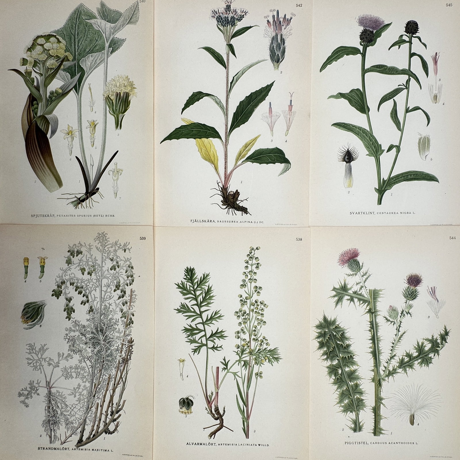 Carl Lindman – Set of 6: Botanical studies including Artemisia, Carduus, and Centaurea – (1 of 2)
