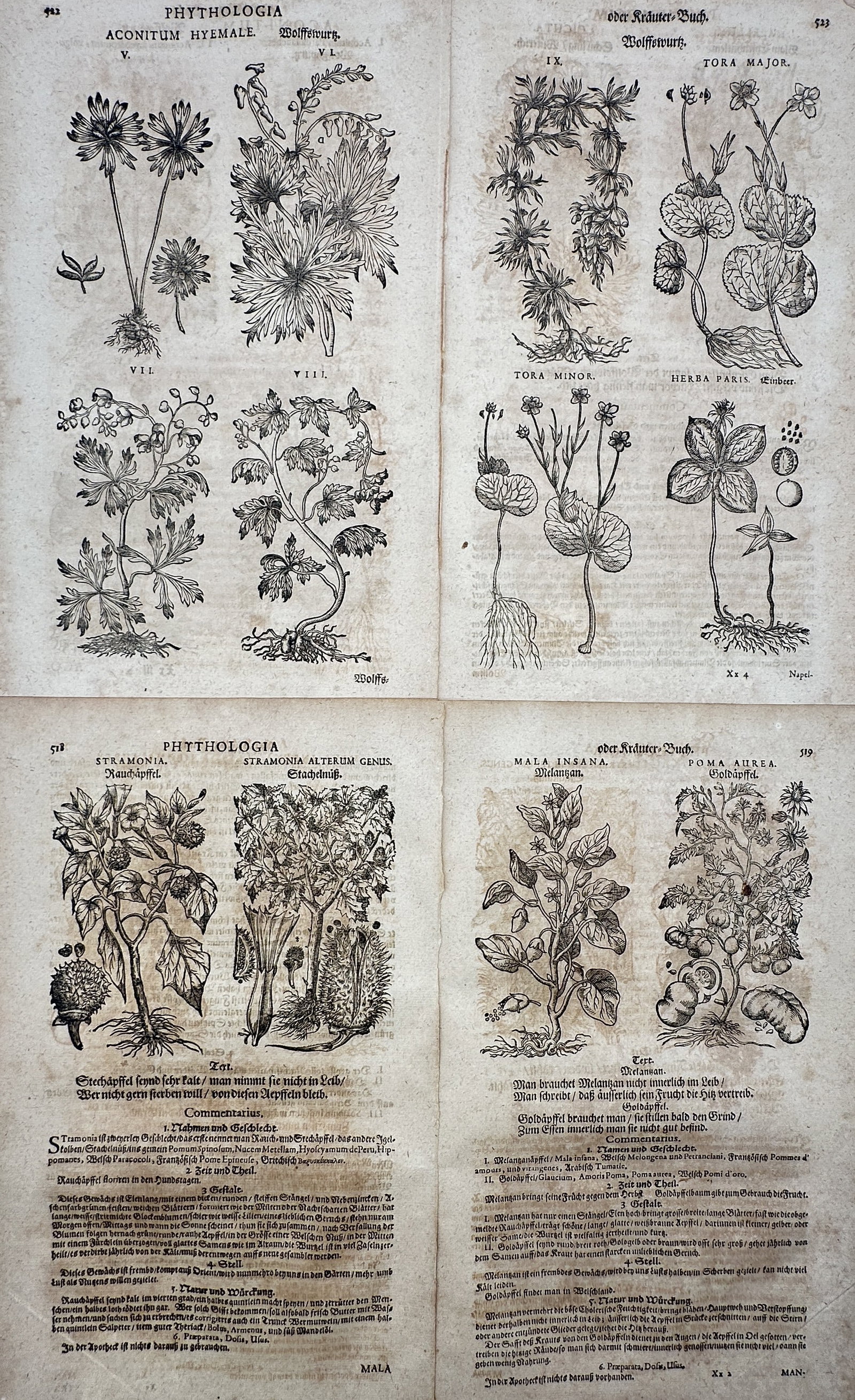 Pietro Andrea Mattioli – Set of 4: Botanical studies including Aconitum, Stramonia, and Poma Aurea: "Aconitum," "Stramonia," and "Poma Aurea" are depicted in detailed botanical woodcuts that showcase the varied foliage, thorny seed pods, and root structures of each plant species. These pages origina