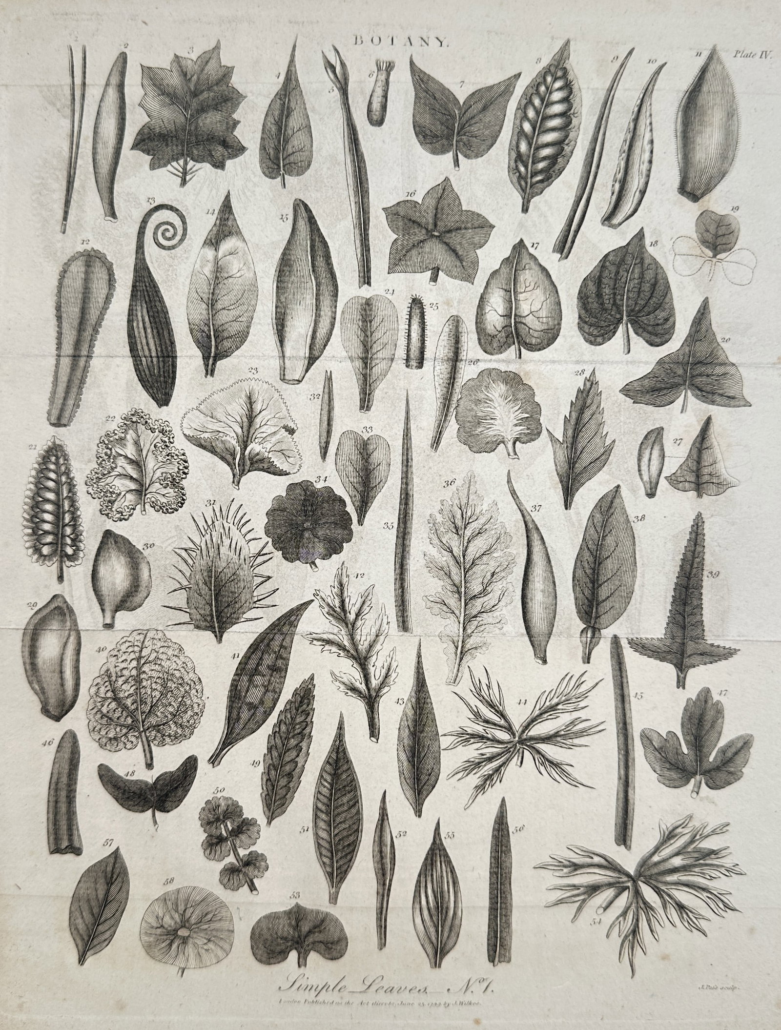 John Wilkes (1750-1810) – Botanical Study of Simple Leaves – Copper engraving (1801) (1 of 2)