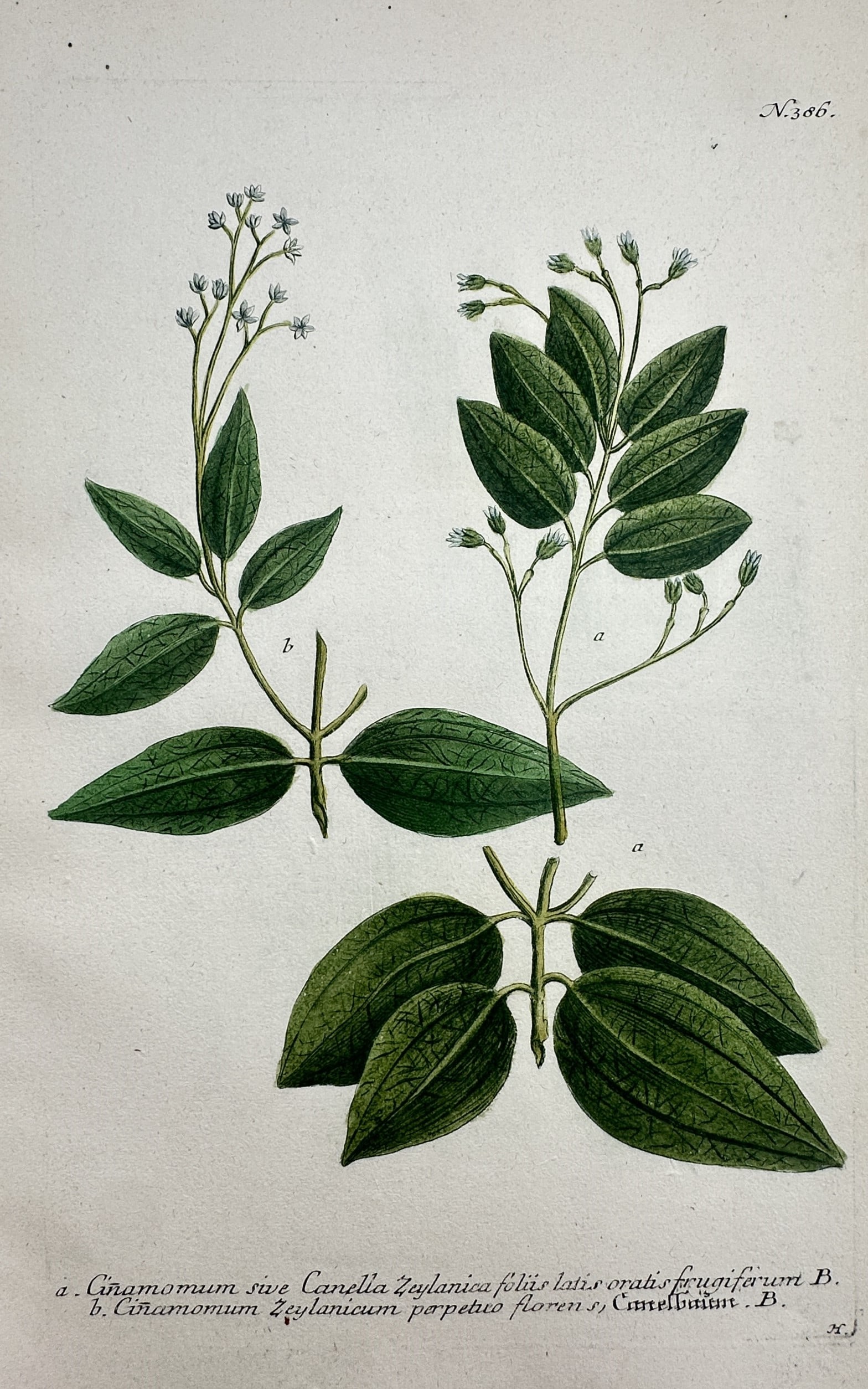Johann Wilhelm Weinmann – Botanical Study of Cinnamon – Hand-coloured engraving (1737–1745) (1 of 2)