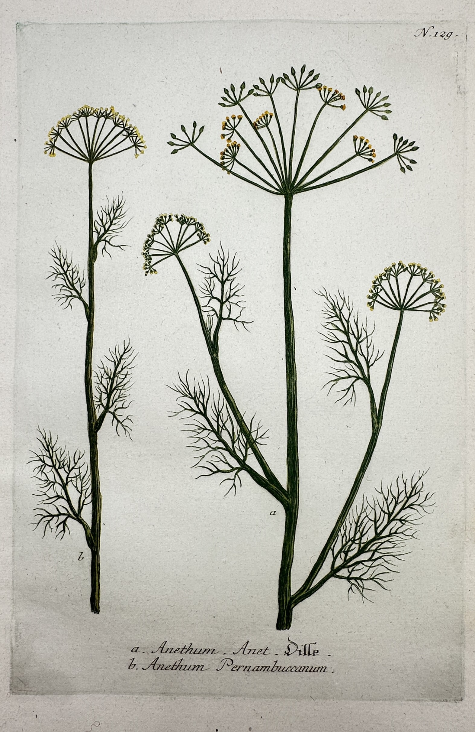Johann Wilhelm Weinmann – Botanical Study of Dill – Hand-coloured engraving (1737–1745) (1 of 2)