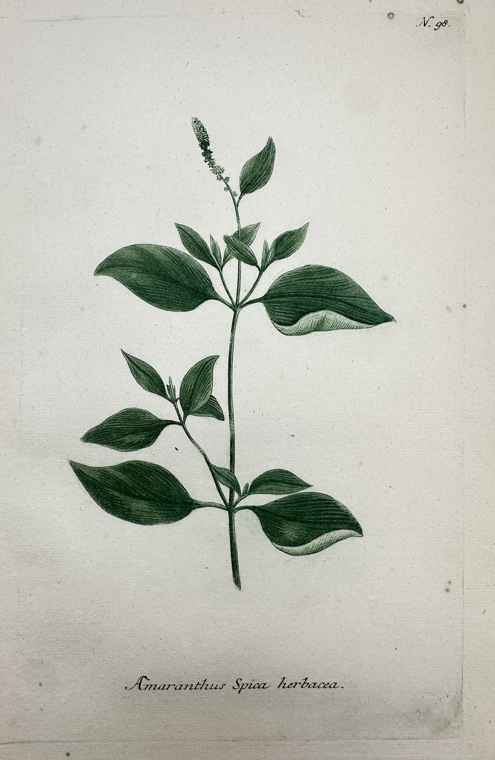 Johann Wilhelm Weinmann – Botanical Study of Amaranth – Hand-coloured engraving (1737–1745) (1 of 2)