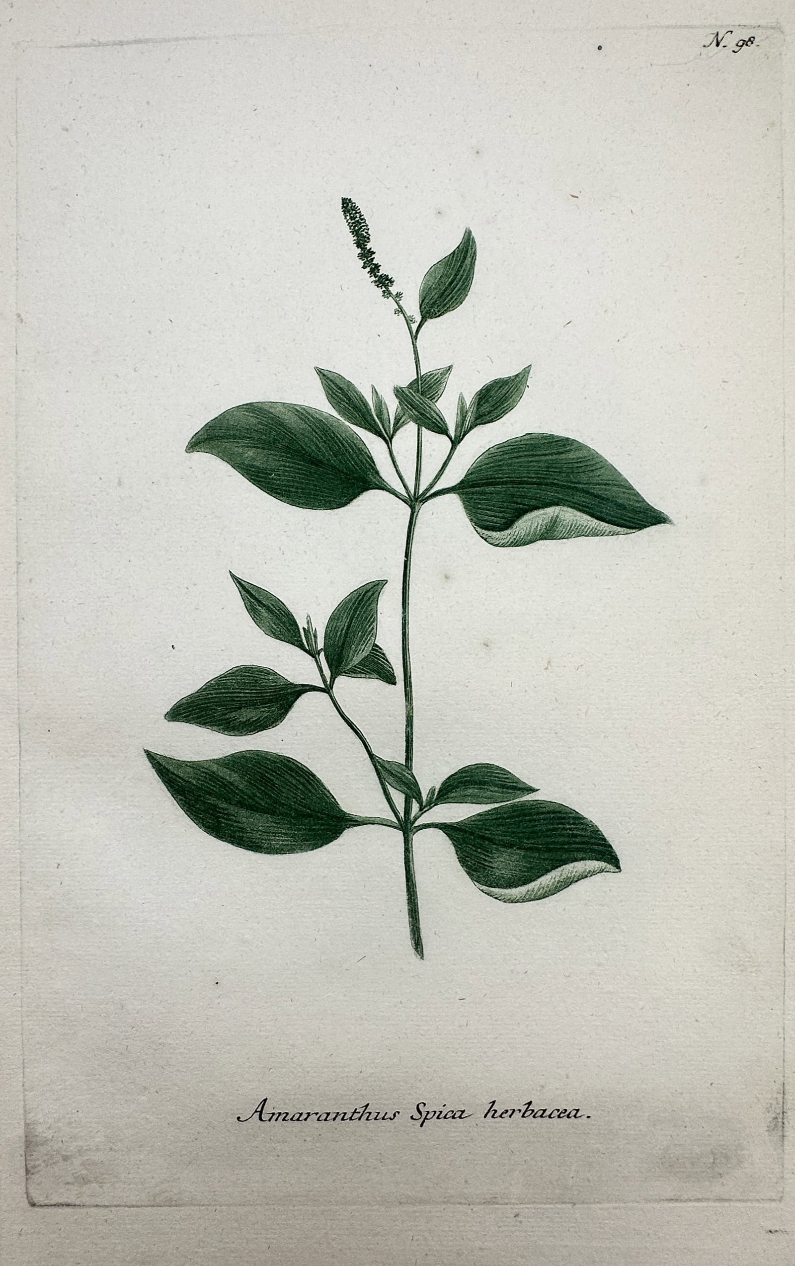 Johann Wilhelm Weinmann – Botanical Study of Amaranth – Hand-coloured engraving (1737–1745) (1 of 2)