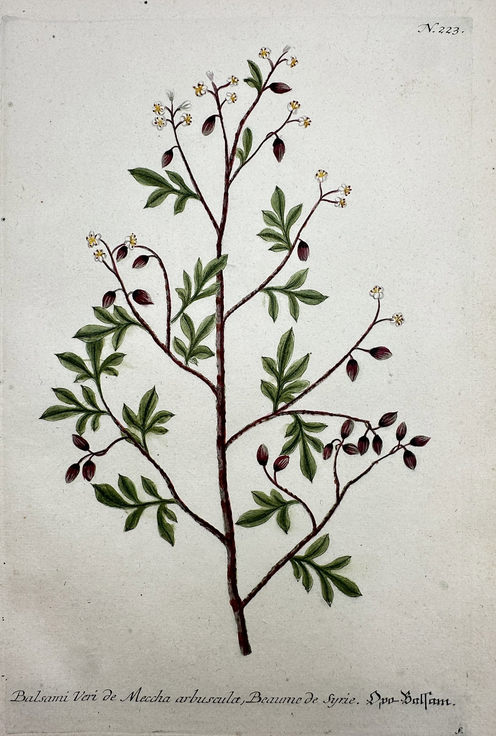 Johann Wilhelm Weinmann – Botanical Study of the Balm of Gilead – Hand-coloured engraving: "Balsami Veri de Mecha arbuscula, Beaume de Syrie. Opo-Balsam." This hand-coloured engraving illustrates the Commiphora gileadensis, historically known as the Balm of Gilead or Mecca balsam, featuring
