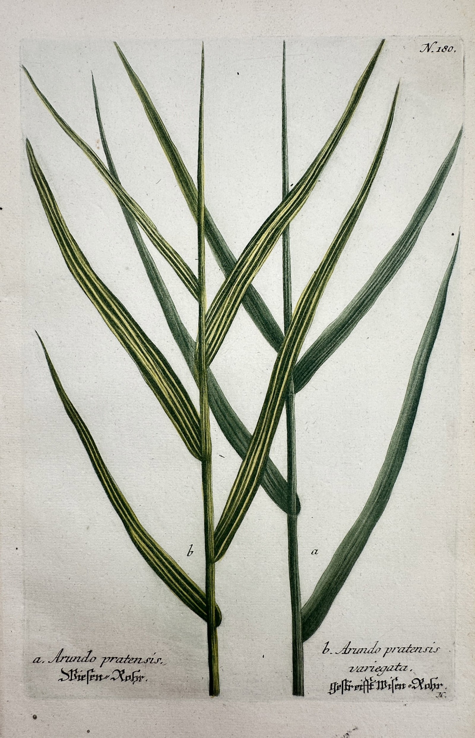 Johann Wilhelm Weinmann – Botanical Study of Reed Grass – Hand-coloured engraving (1 of 2)