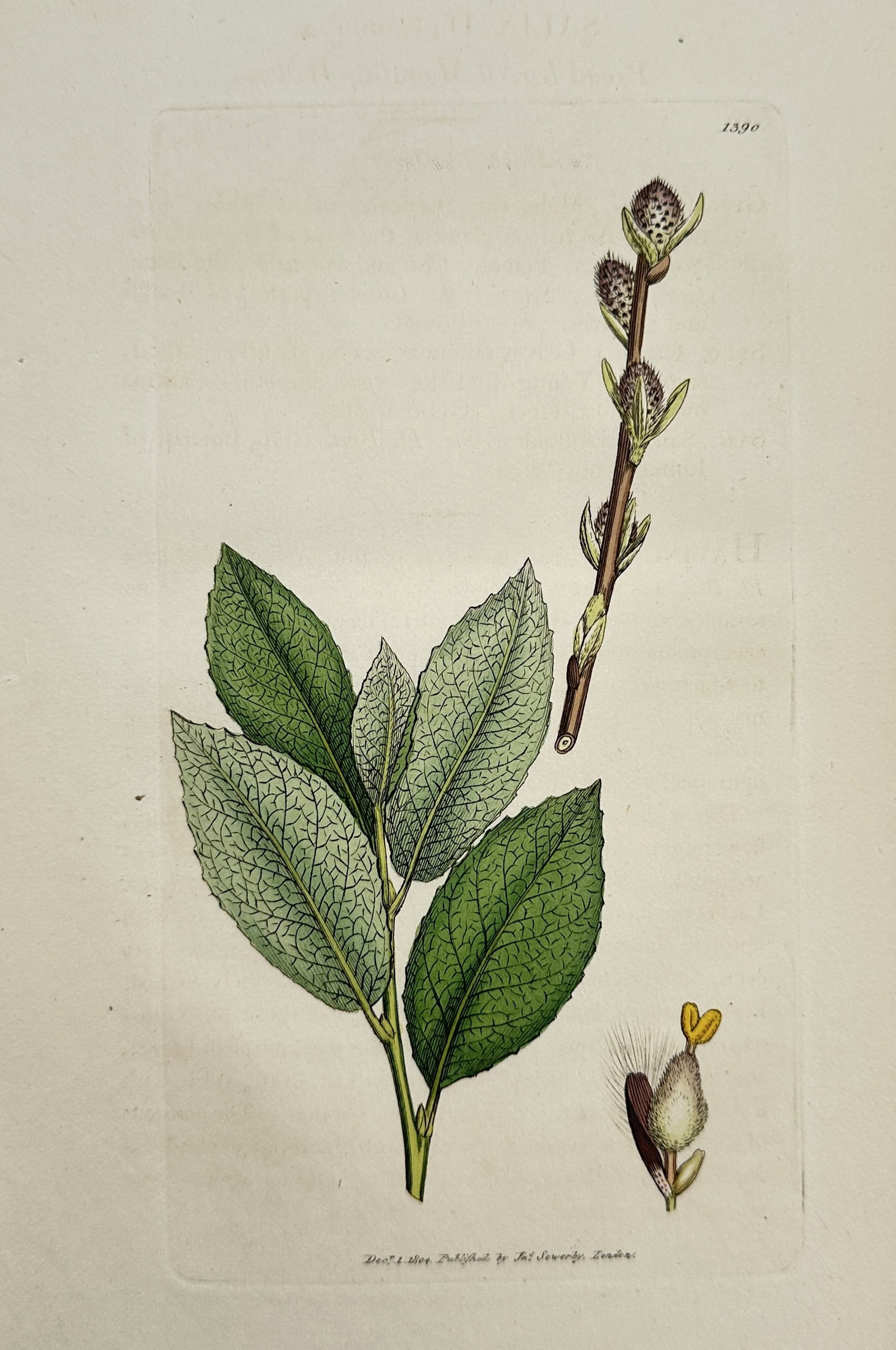 James Sowerby (1757–1822) – Round-eared Willow (Salix aurita) – Hand-coloured etching (1805) (1 of 2)