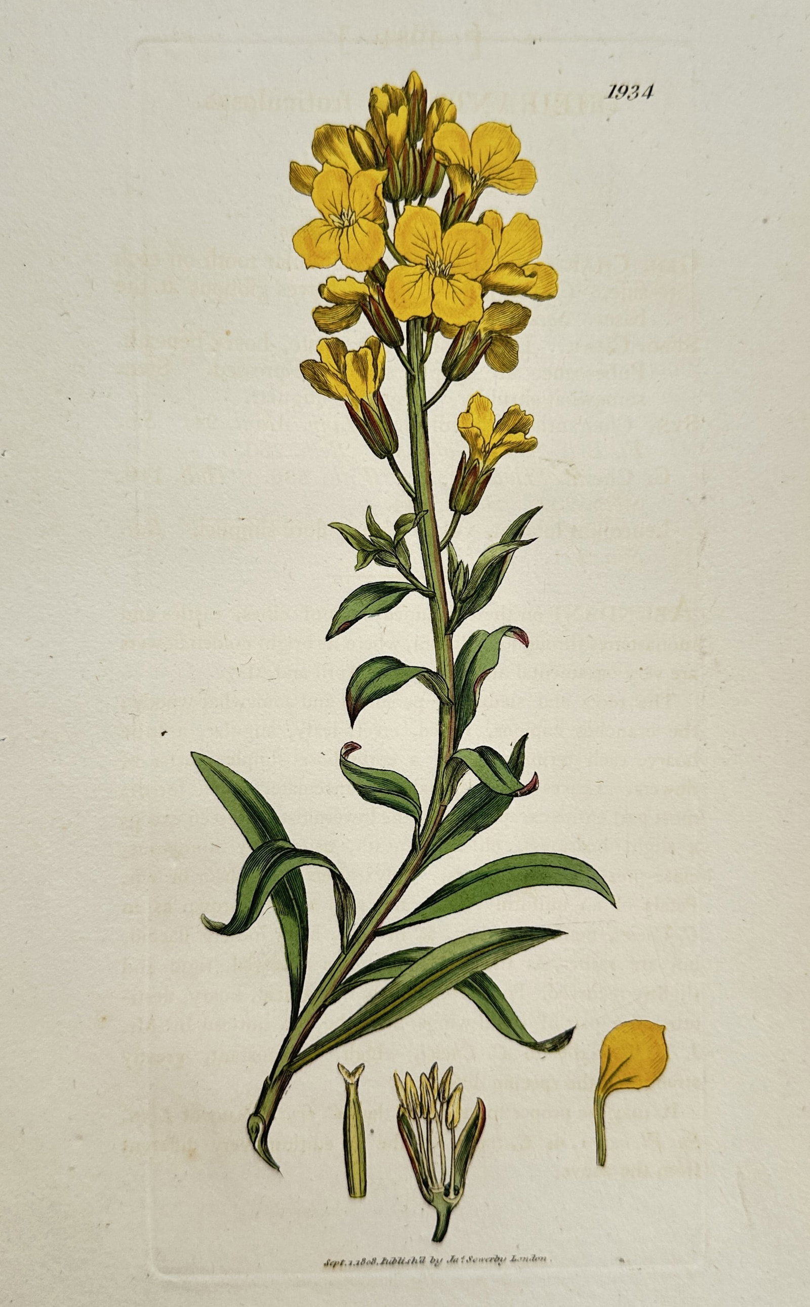 James Sowerby (1757–1822) – Wallflower (Cheiranthus fruticulosus) – Hand-coloured etching (1 of 2)