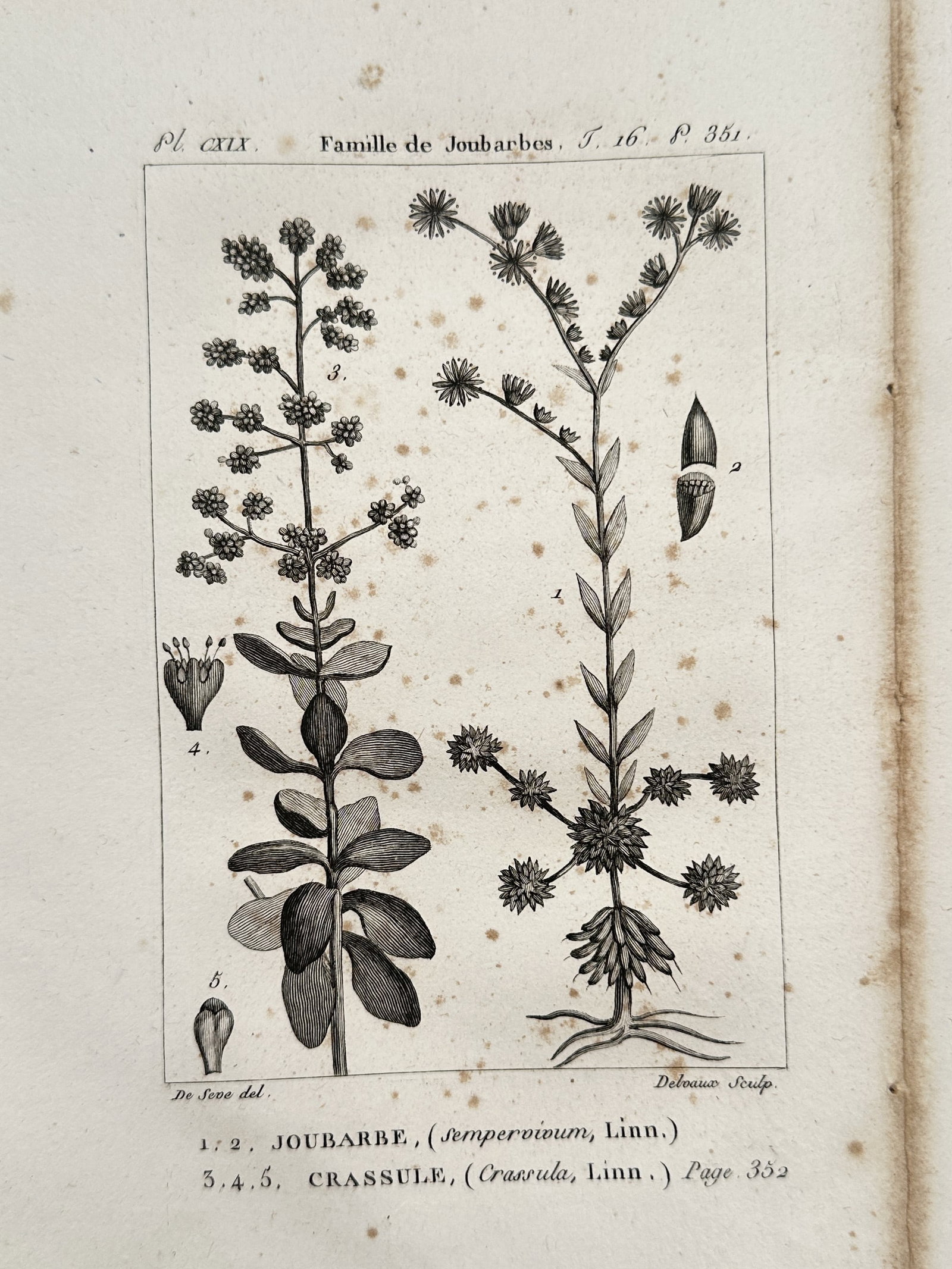 Georges-Louis Leclerc, Comte de Buffon – Houseleek and Crassula (Sempervivum & Crassula) (1 of 2)