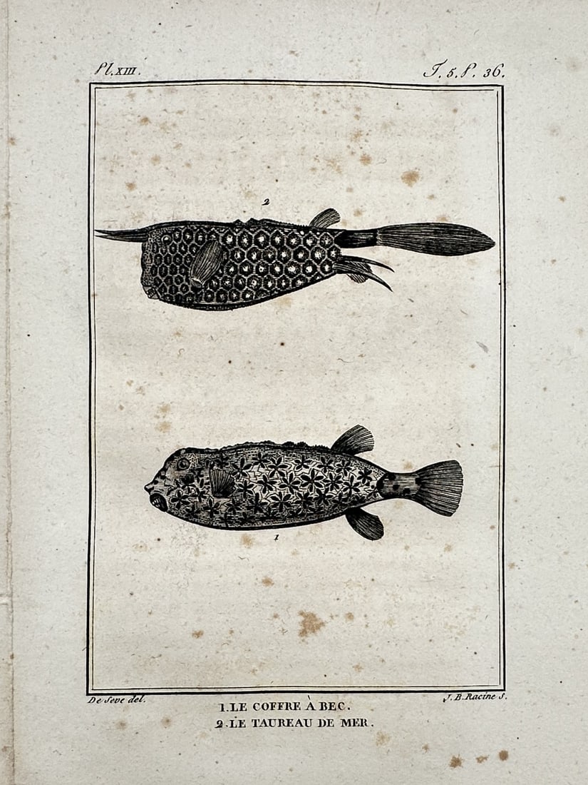 Georges-Louis Leclerc, Comte de Buffon – Boxfish and Sea Bull (Ostracion and Cottid): "Le Coffre à Bec. Le Taureau de Mer." This copper engraving illustrates two distinct marine species, featuring a boxfish with its characteristic geometric pattern and a sea bull showing its unique fi