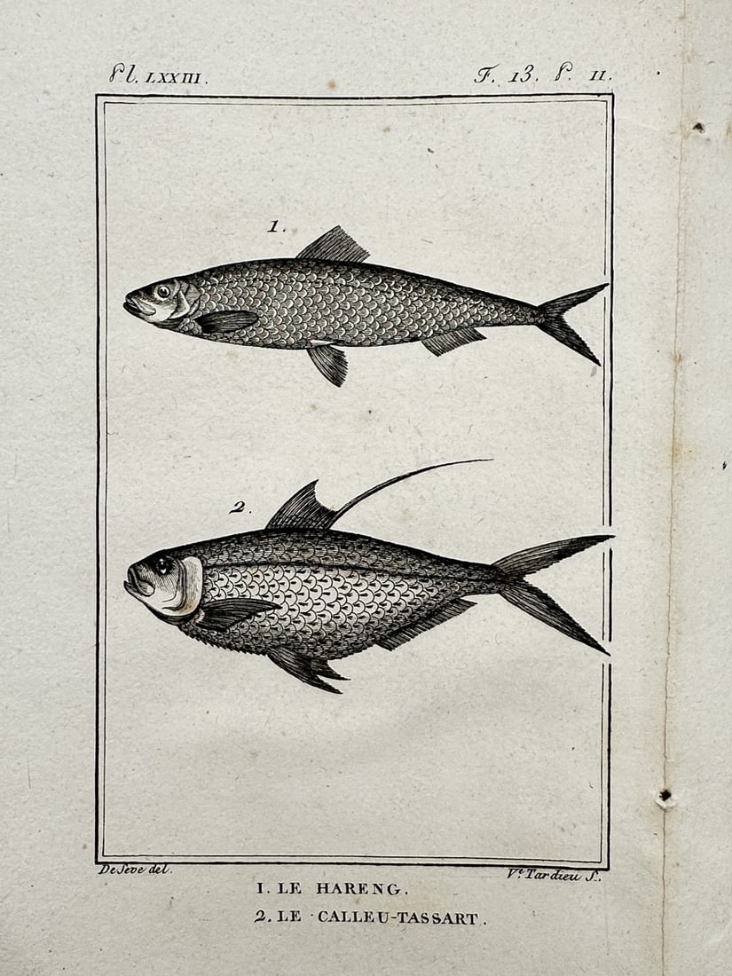 Georges-Louis Leclerc, Comte de Buffon – Herring and Opah (Clupea and Lampris): "Le Hareng. Le Calleu-Tassart." This copper engraving illustrates two fish species, featuring a herring with its streamlined body and fine scales, and an opah showing its distinct deep body and elonga