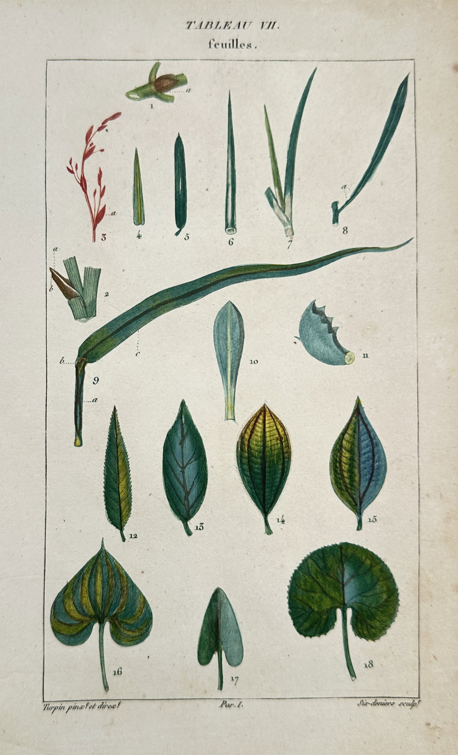 Pierre Jean François Turpin (1775–1840) – Comparative Study of Leaves – Hand-coloured: "Feuilles" This hand-coloured engraving presents a comparative study of various leaf shapes and structures, illustrating diverse forms ranging from linear and lanceolate to cordate and peltate. The pl