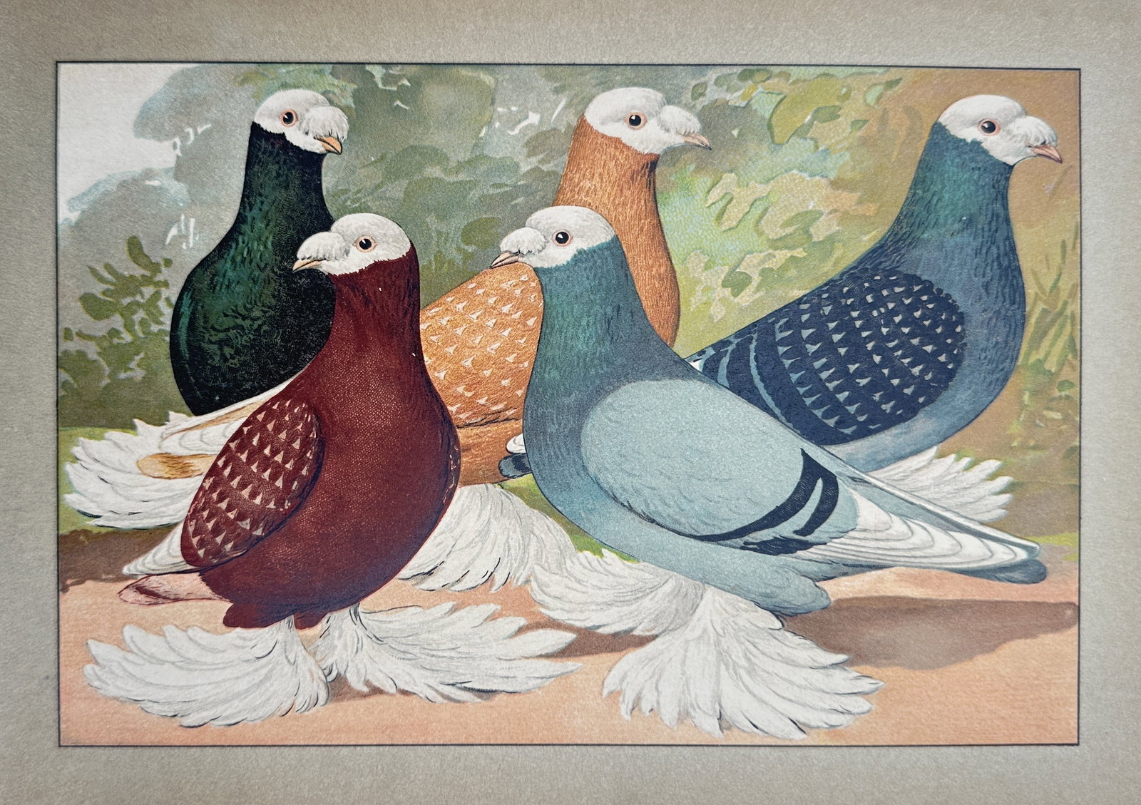 Emil Schachtzabel (Active 1906–1910) – Tumbler Pigeon Varieties – Chromolithograph (1906) (1 of 2)