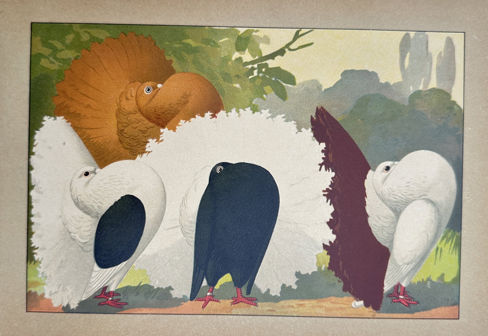 Emil Schachtzabel (Active 1906–1910) – Fantail Pigeon Breeds – Chromolithograph (1906) (1 of 2)