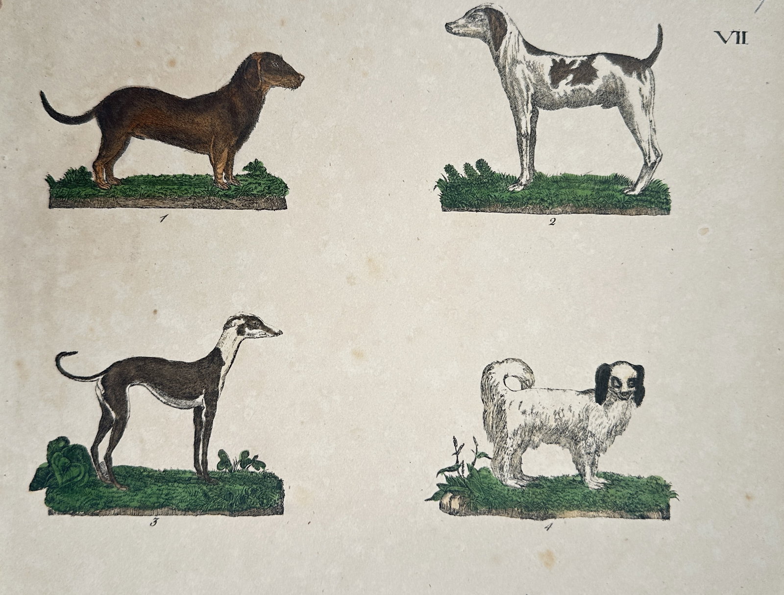 Friedrich Justin Bertuch (1747–1822) – Varieties of Dogs – Hand-coloured engraving (1790) (1 of 2)