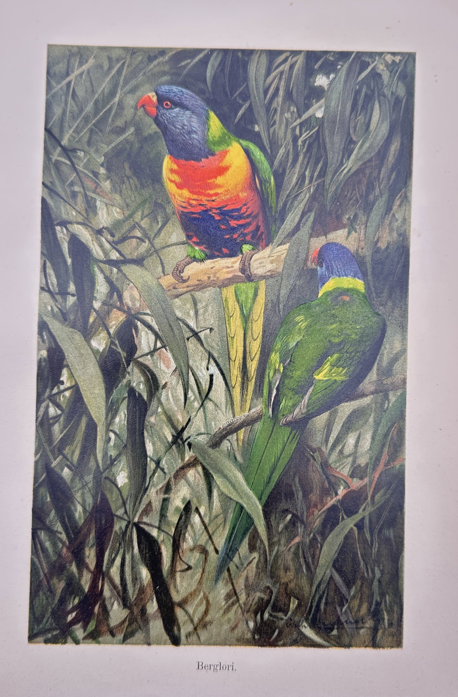 Friedrich Wilhelm Kuhnert (1865–1926) – Rainbow Lorikeets – Chromolithograph (1891) (1 of 2)