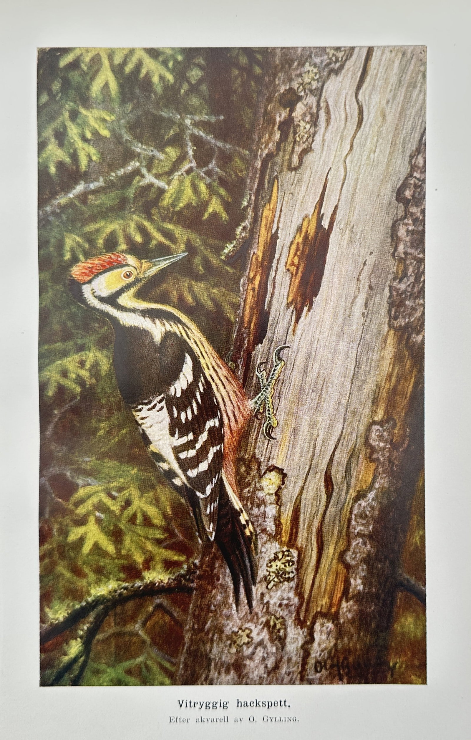 Olof Gylling (1870–1929) – White-backed Woodpecker – Chromolithograph (1927) (1 of 2)