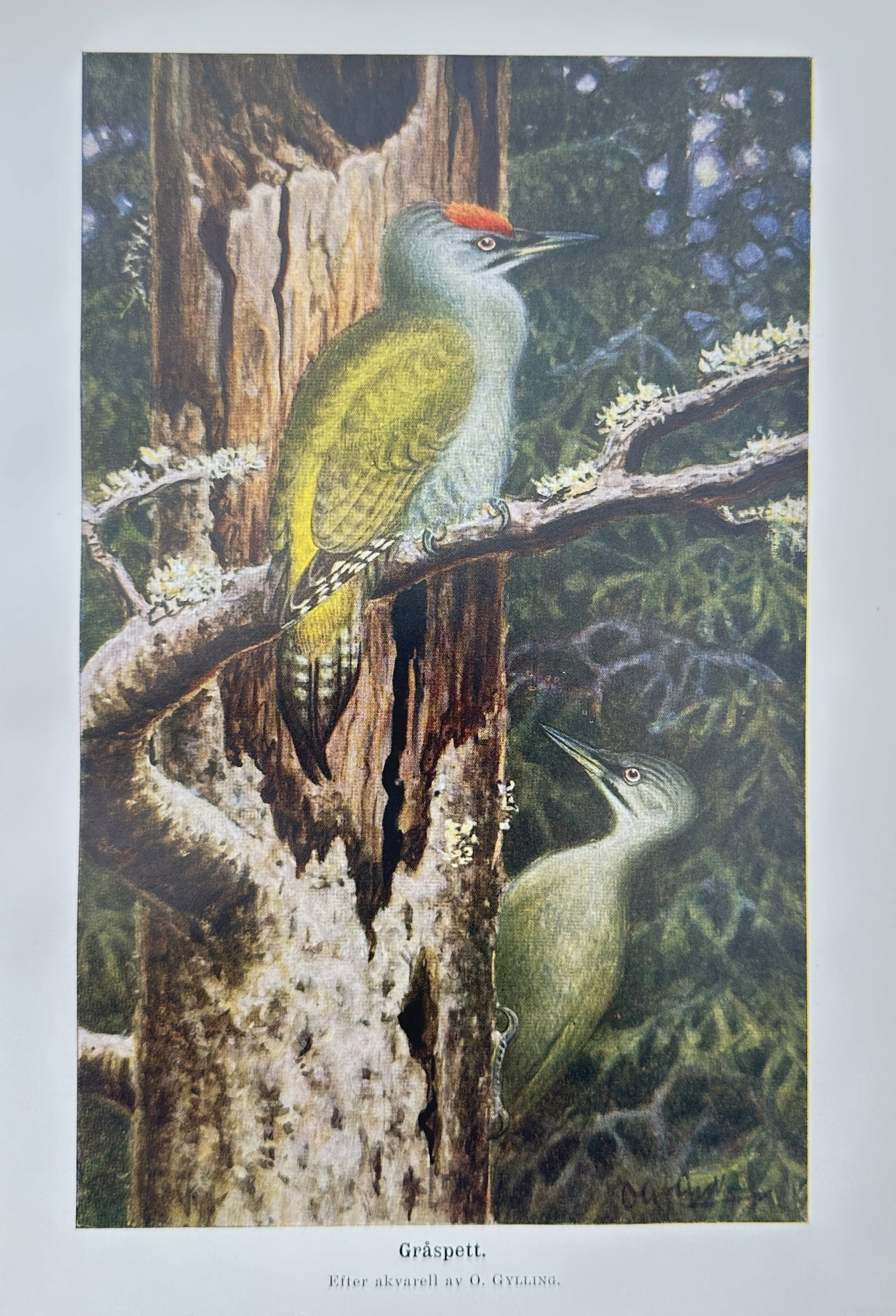 Olof Gylling (1870–1929) – Grey-headed Woodpecker – Chromolithograph (1927) (1 of 2)
