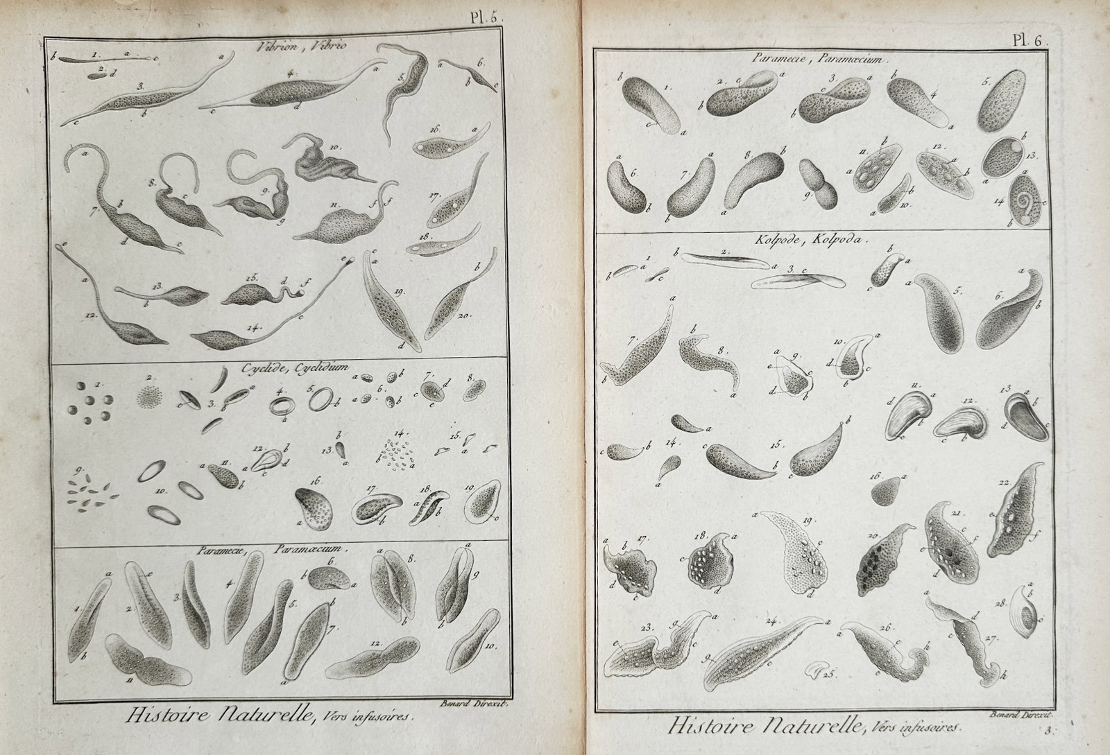 Robert Bénard (1734–1777) – Set of 2: Microscopic Infusoria – Engraving (1772) (1 of 2)