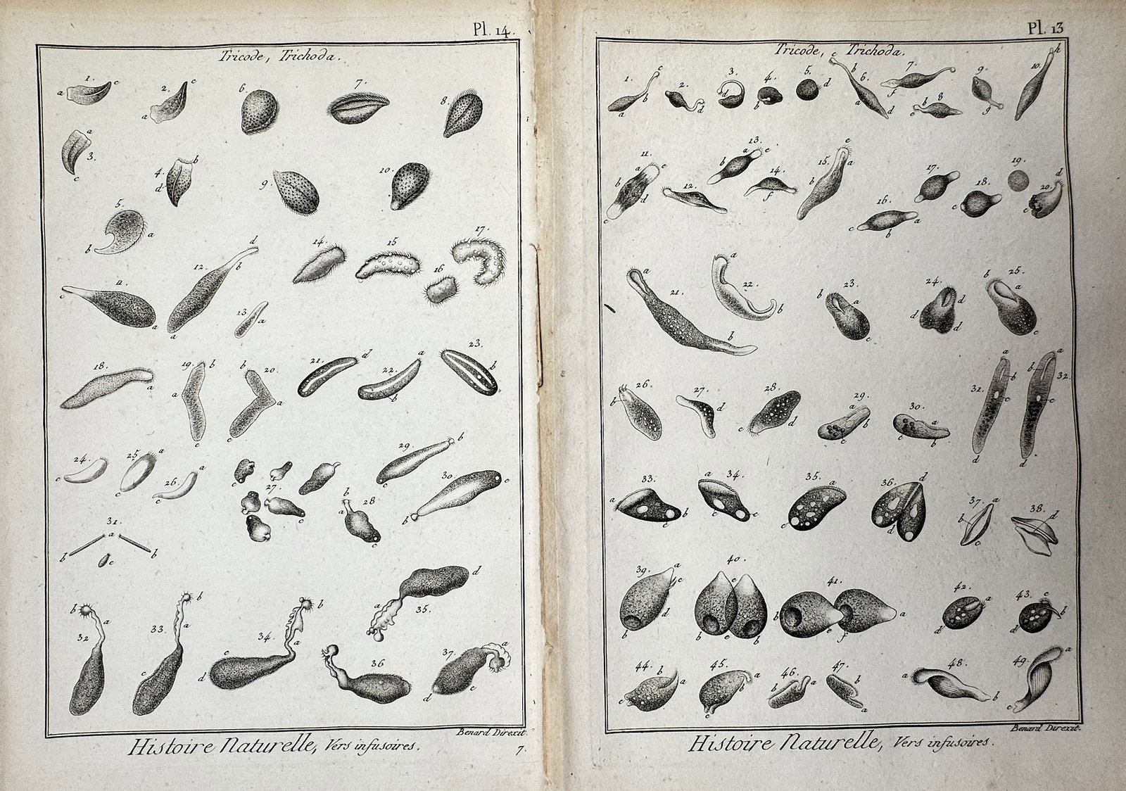 Robert Bénard (1734–1777) – Set of 2: Studies of Microscopic Trichoda – Engraving (1772): "Histoire Naturelle, Vers infusoires" This set of two engravings depicts various forms and species of Trichoda, a genus of microscopic infusoria, categorized under natural history within the Enlighten