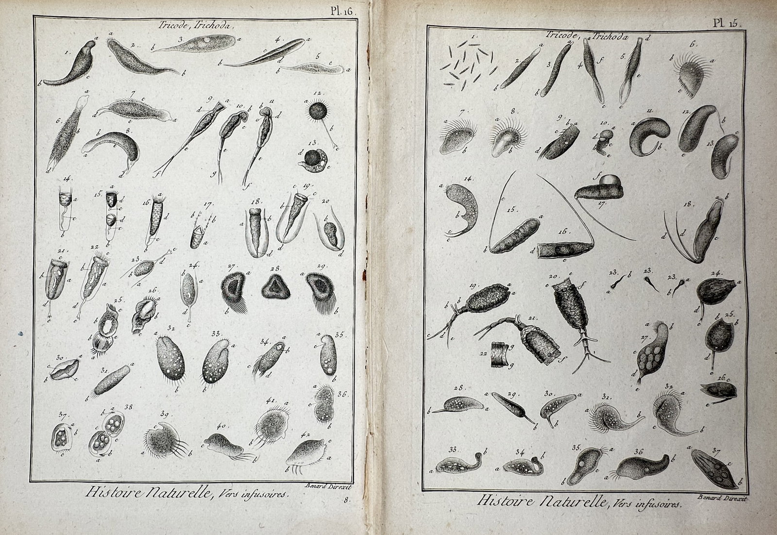 Robert Bénard (1734–1777) – Set of 2: Classification of Microscopic Trichoda – Engraving (1 of 2)