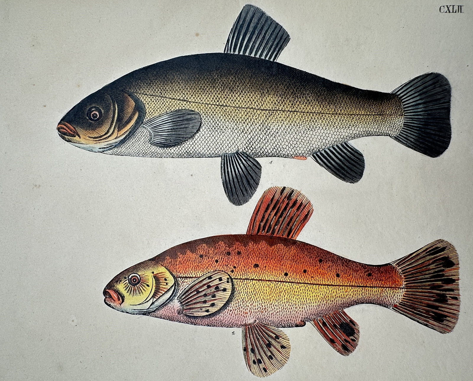 Friedrich Justin Bertuch – Studies of the Tench and Golden Tench – Hand-coloured copper: "Die Schleye und die Goldschleye" This hand-coloured copper engraving depicts two varieties of the same fish species: a standard dark-bodied Tench and a vibrant orange Golden Tench, both rendered in p