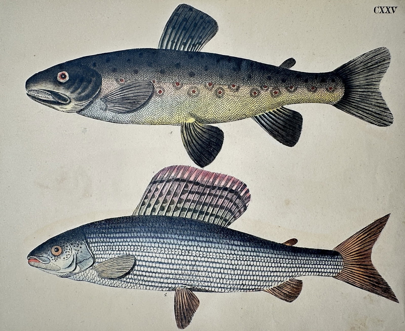 Friedrich Justin Bertuch – Studies of the Brown Trout and Grayling – Hand-coloured copper (1 of 2)