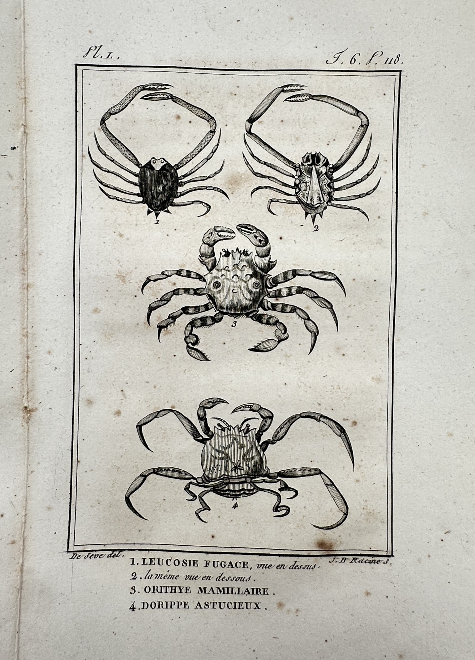 Georges-Louis Leclerc, Comte de Buffon – Studies of Crustaceans – Engraving (1799) (1 of 2)