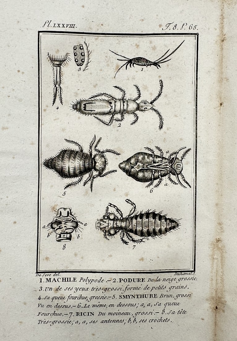 Georges-Louis Leclerc, Comte de Buffon – Studies of Small Insects – Engraving (1799): "Machile polypode, Podure de la neige, Smynthure brun, Ricin du moineau" This engraving depicts detailed scientific studies of several small insect species, including a bristletail, a snow flea, a spr