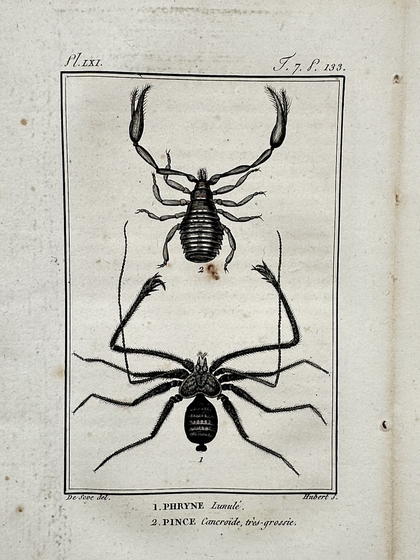 Georges-Louis Leclerc, Comte de Buffon – Studies of Arachnids – Engraving (1799) (1 of 2)