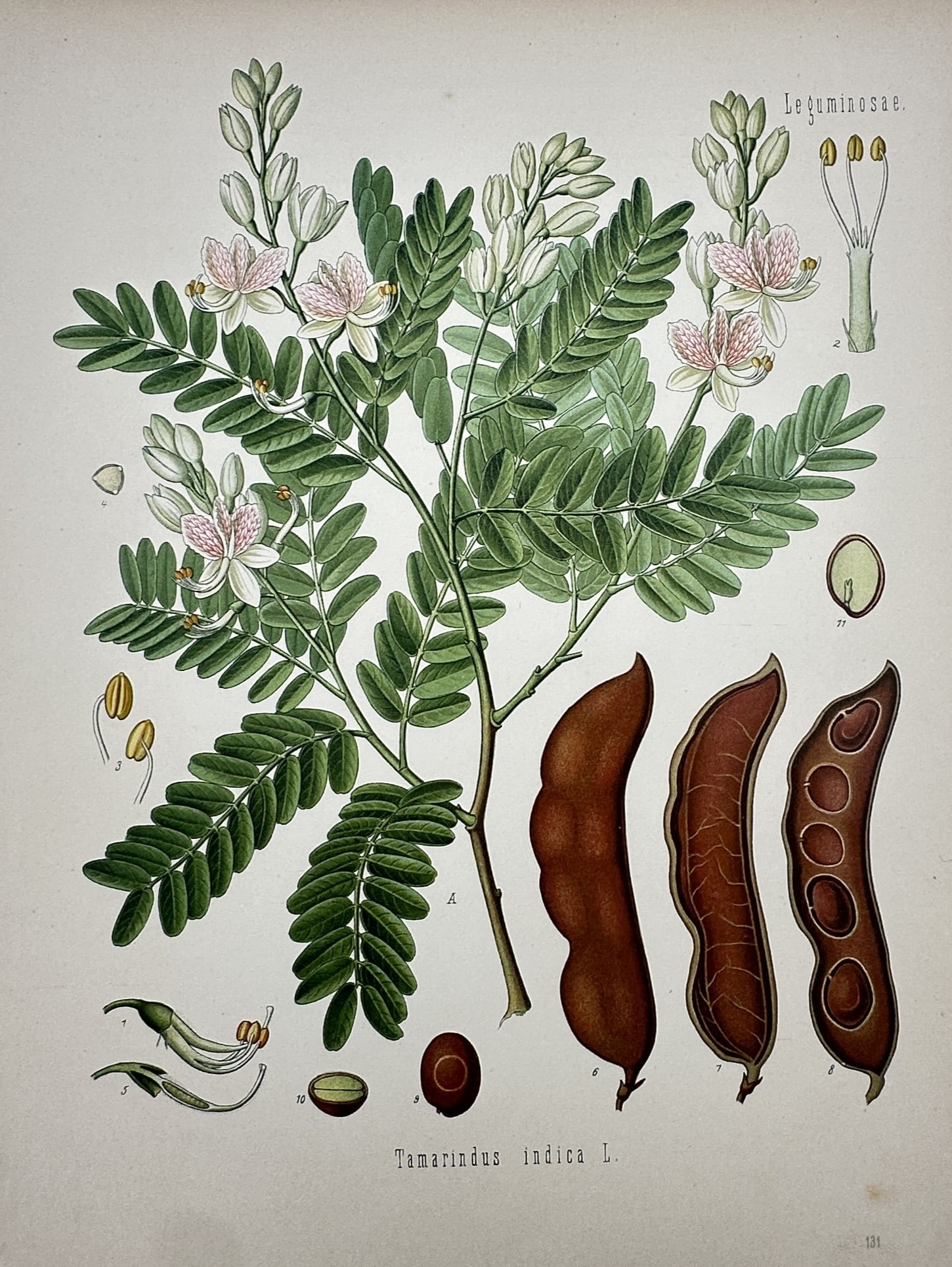 Hermann Adolph Köhler – Botanical Study of the Tamarind – Chromolithograph (1887) (1 of 2)