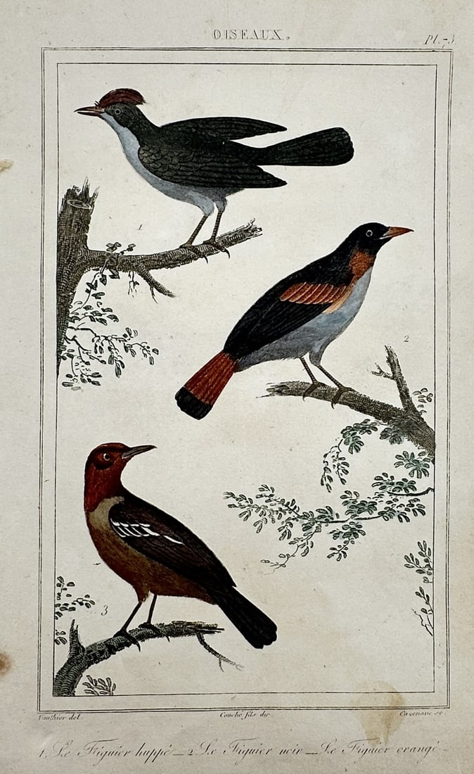 Georges-Louis Leclerc, Comte de Buffon – Studies of Warblers – Hand-coloured engraving (1 of 2)