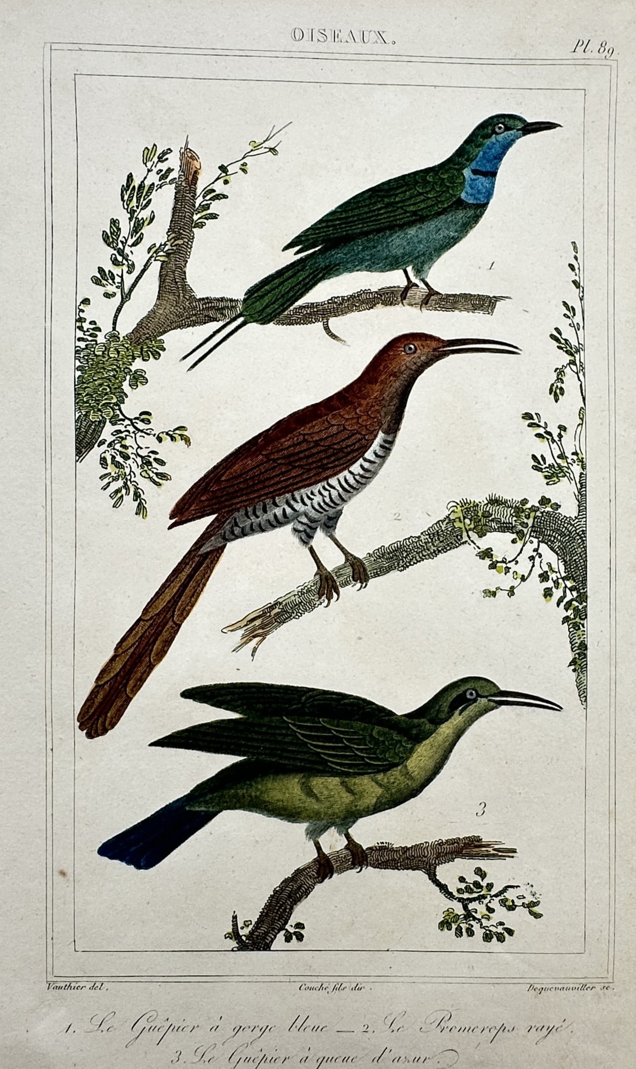 Georges-Louis Leclerc, Comte de Buffon – Studies of the Bee-eater and Promerops (1 of 2)