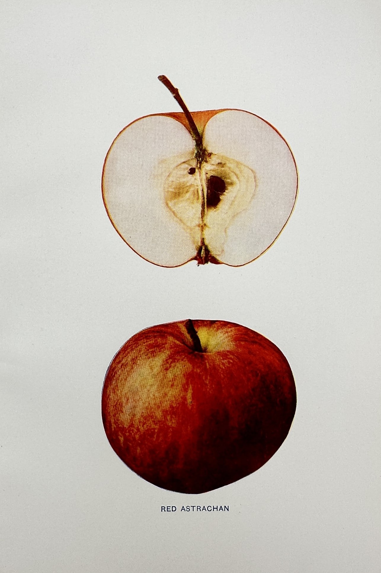 Spencer Ambrose Beach (1860-1922) – Red Astrachan – Chromolithograph (1905) (1 of 2)