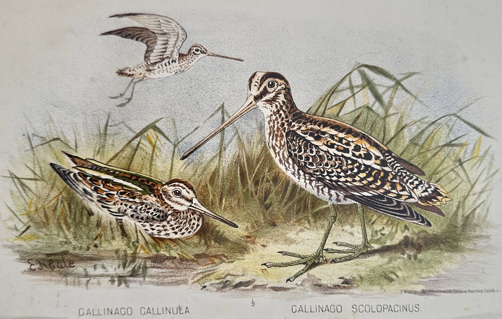 Edward Neale (1833-1904) – Jack Snipe and Common Snipe – Chromolithograph (1881) (1 of 2)
