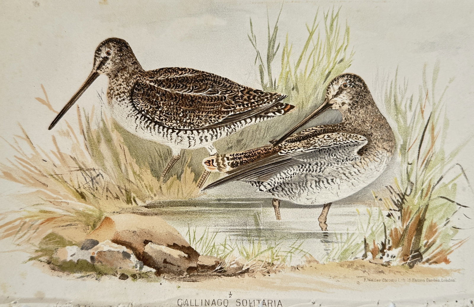 Edward Neale (1833-1904) – View of the Solitary Snipe – Chromolithograph (1881): "Gallinago Solitaria" This ornithological print illustrates two solitary snipes within a natural aquatic environment featuring reeds and marshy terrain. The work was published in London by Hurst and B