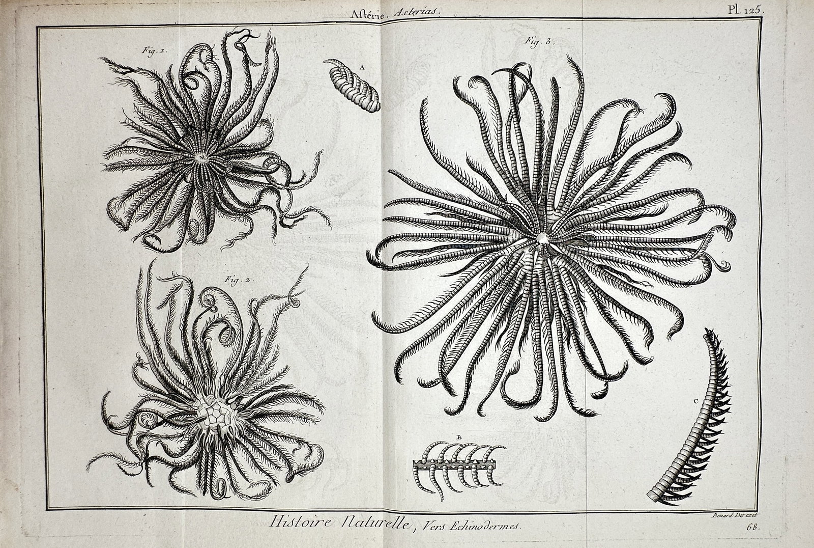 Robert Bénard (1734-1777) – View of Asterias Sea Stars – Engraving (1791): "Histoire Naturelle, Vers Echinodermes" This engraving displays several detailed anatomical studies of multi-armed sea stars, specifically classified under the genus Asterias. The work was published i