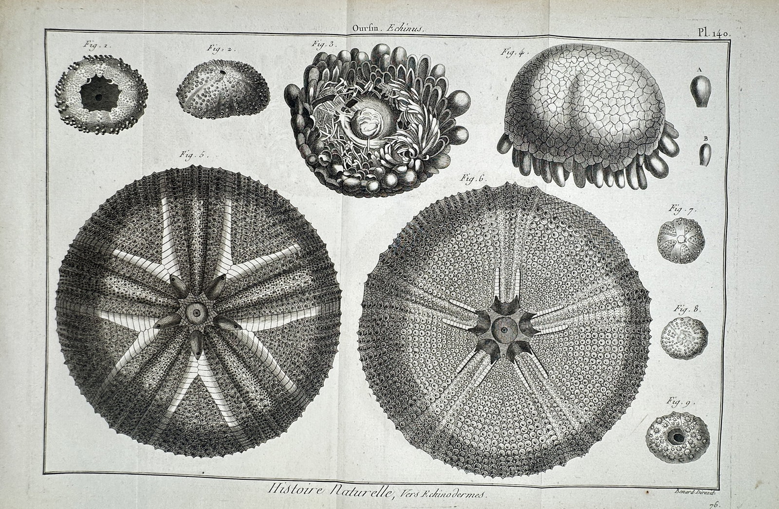 Robert Bénard (1734-1777) – View of Sea Urchins – Engraving (1791): "Histoire Naturelle, Vers Echinodermes" This engraving features a series of scientific illustrations detailing the skeletal structures and external forms of sea urchins, categorized under the genus Ec