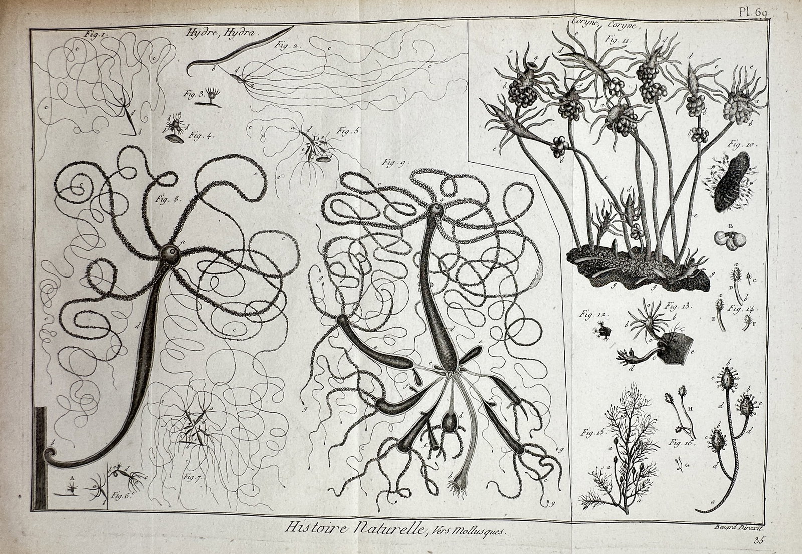 Robert Bénard (1734-1777) – View of Hydra and Coryne Polpys – Engraving (1791) (1 of 2)