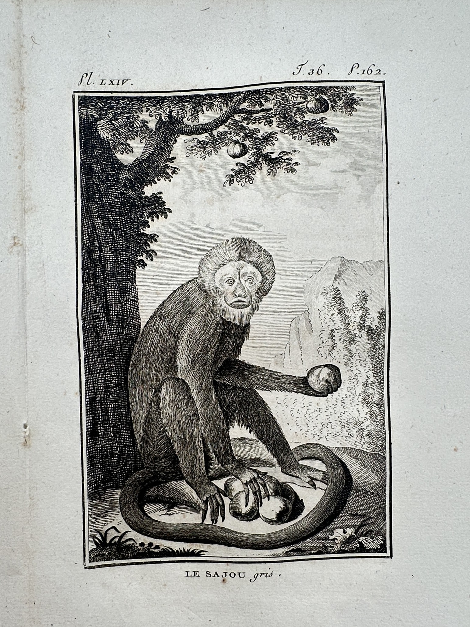 Georges-Louis Leclerc, Comte de Buffon – View of the Capuchin Monkey – Engraving (1770): "Le Sajou gris" This natural history print depicts a capuchin monkey perched in a tree within a landscape featuring rocky terrain. The work was published in Paris by the Imprimerie Royale as part of t