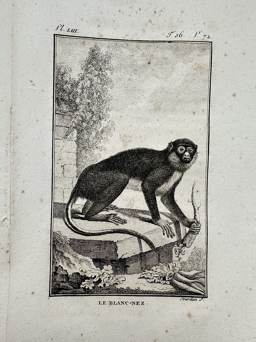 Georges-Louis Leclerc, Comte de Buffon – View of the White-nosed Monkey – Engraving (1770) (1 of 2)