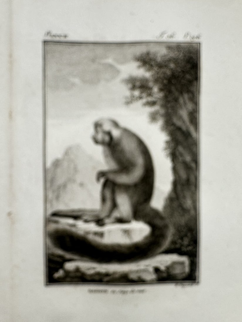Georges-Louis Leclerc, Comte de Buffon – View of the Coaita Monkey – Engraving (1770) (1 of 2)