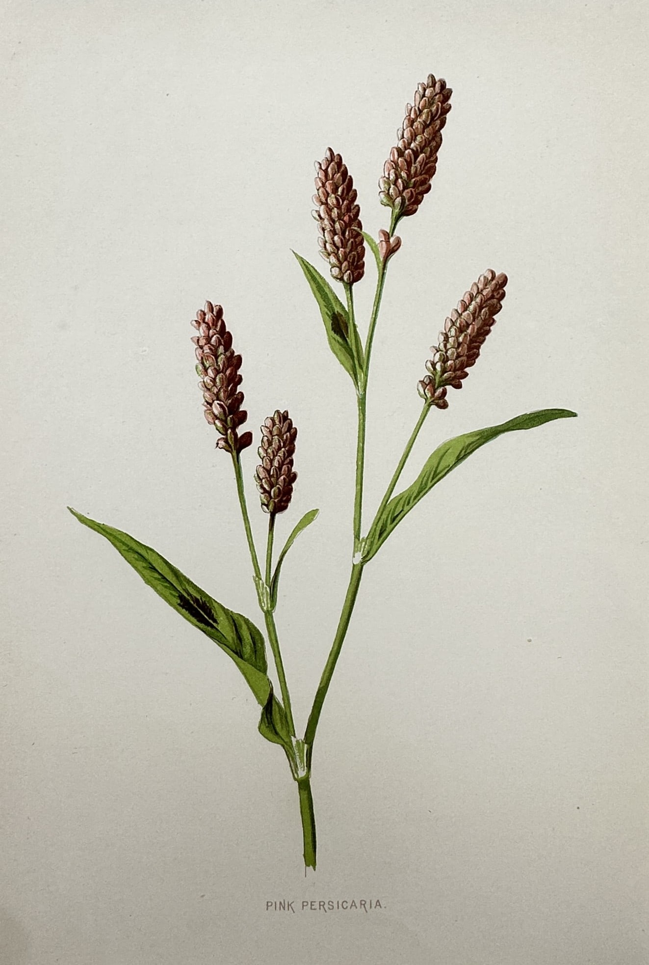 Frederick Edward Hulme (1841-1909) – View of the Pink Persicaria – Chromolithograph (1880) (1 of 2)