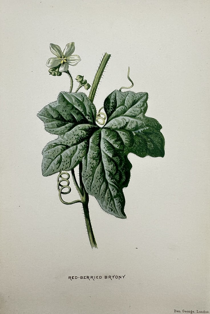 Frederick Edward Hulme (1841-1909) – View of the Red Berried Bryony – Chromolithograph (1880) (1 of 2)