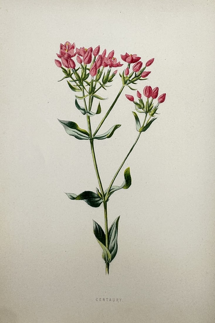 Frederick Edward Hulme (1841-1909) – View of the Centaury – Chromolithograph (1880) (1 of 2)