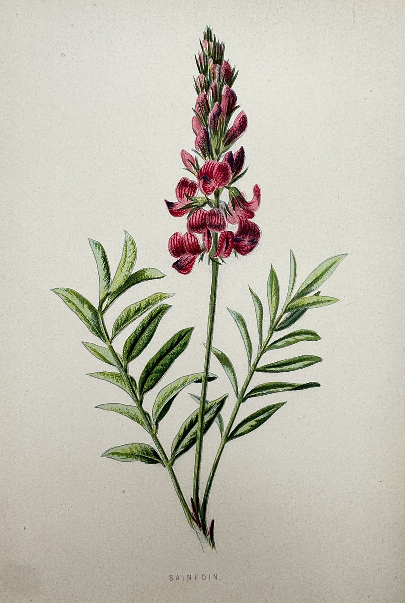 Frederick Edward Hulme (1841-1909) – View of the Sainfoin – Chromolithograph (1880) (1 of 2)