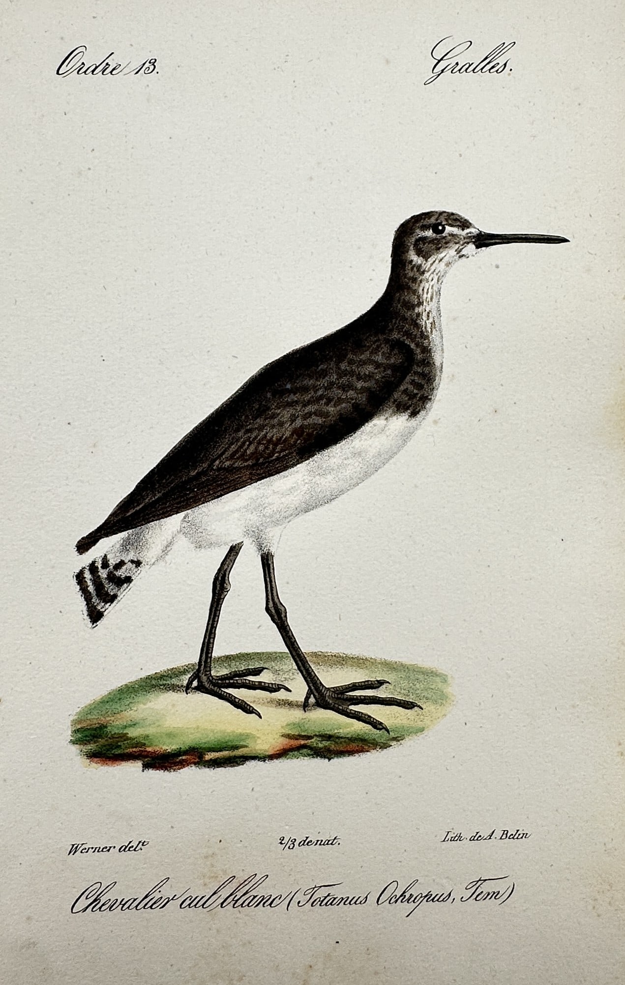 Jean-Charles Werner (1791-1849) – View of the Green Sandpiper – Lithograph (1828): "Chevalier cul-blanc" This ornithological print illustrates a green sandpiper, shown in profile standing on a small grassy mound. The work was published in Paris as part of the Atlas des Oiseaux d'Eur