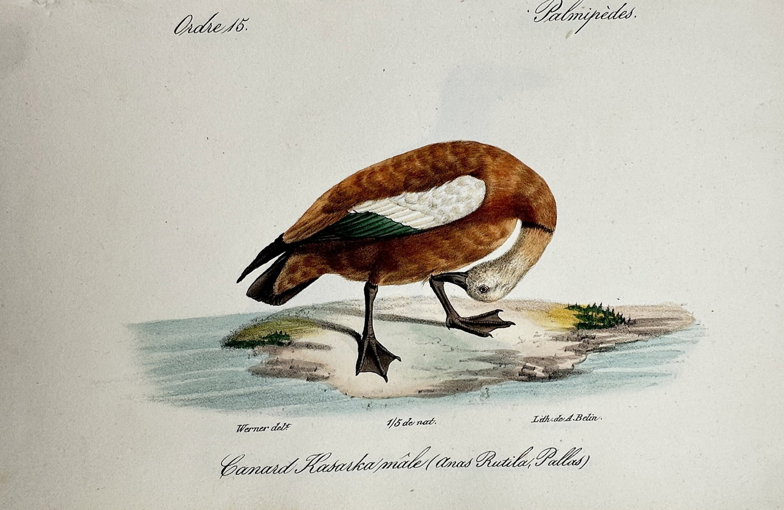 Jean-Charles Werner (1791-1849) – View of the Ruddy Shelduck – Lithograph (1828): "Canard Kasarka mâle" This ornithological print illustrates a male ruddy shelduck, depicted in a grooming pose on a small island surrounded by water. The work was published in Paris as part of the At