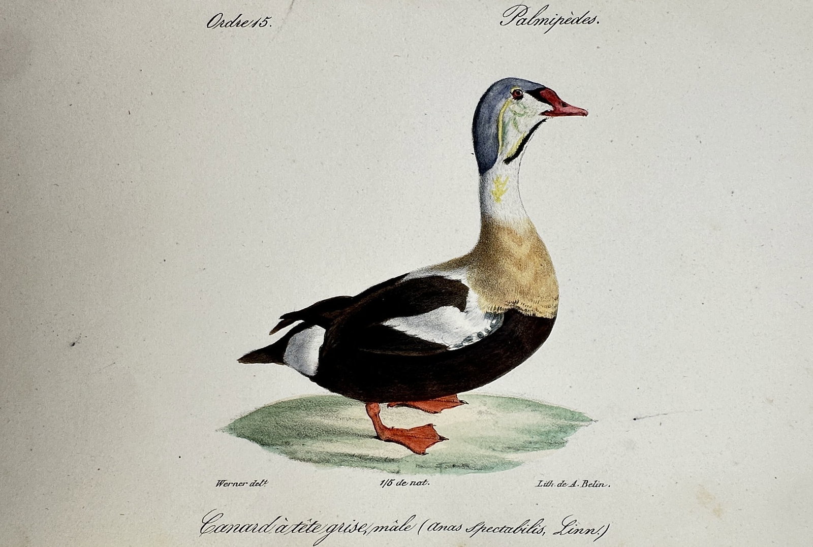 Jean-Charles Werner (1791-1849) – View of the King Eider – Lithograph (1828): "Canard à tête grise, mâle" This ornithological print illustrates a male king eider, depicted in profile standing on a small grassy patch. The work was published in Paris as part of the Atlas des O